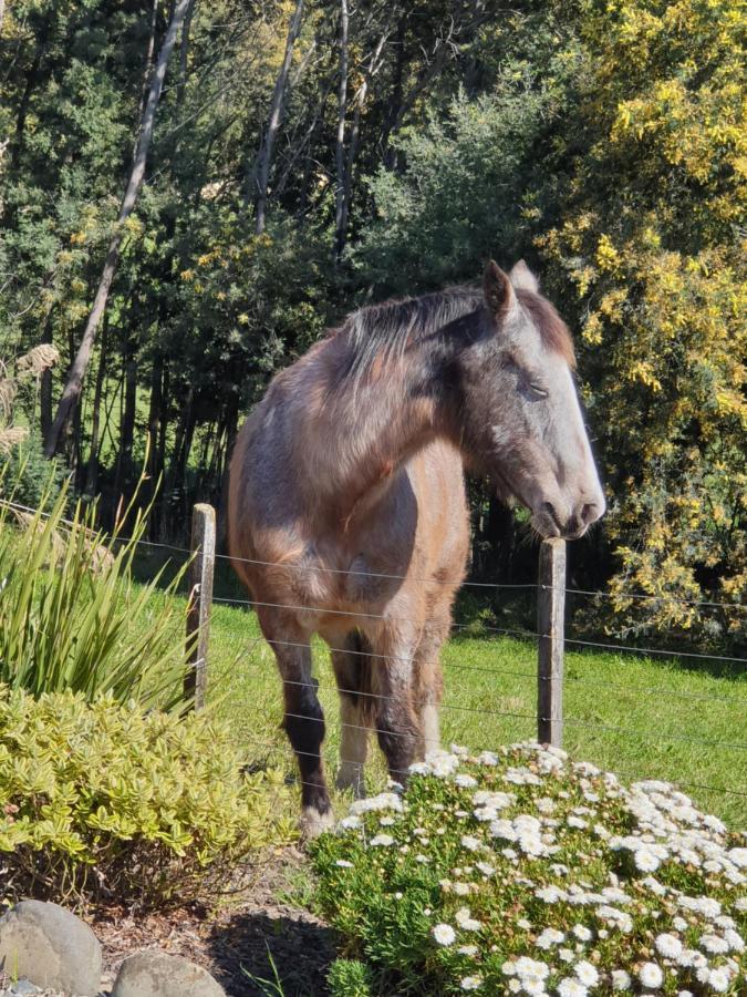 Blue Bell Cottage. Serene Luxury Farmstead Lower Moutere Exteriér fotografie
